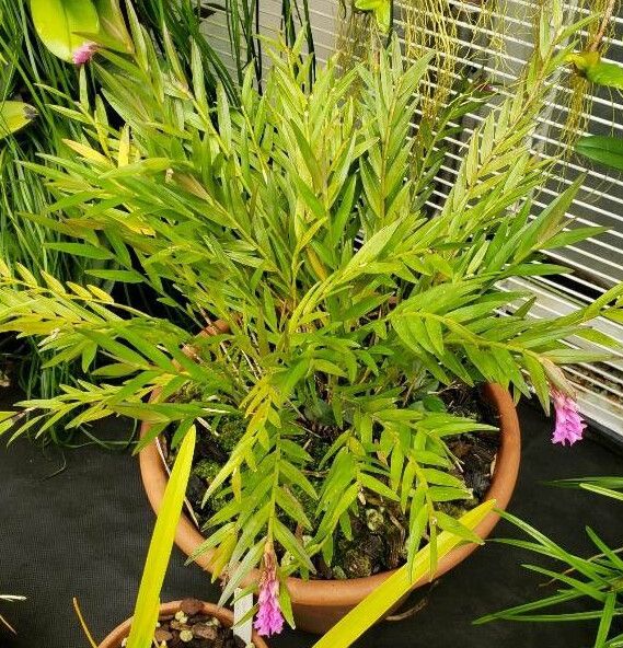 Isochilus carnosiflorus habit