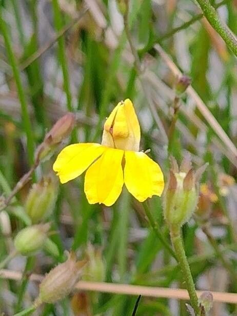 Goodenia stelligera flower