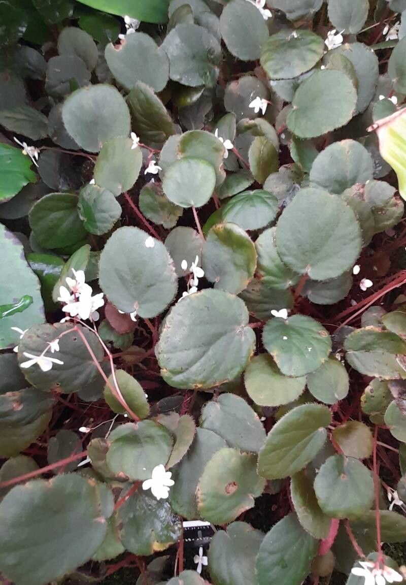 Begonia subnummulariifolia habit