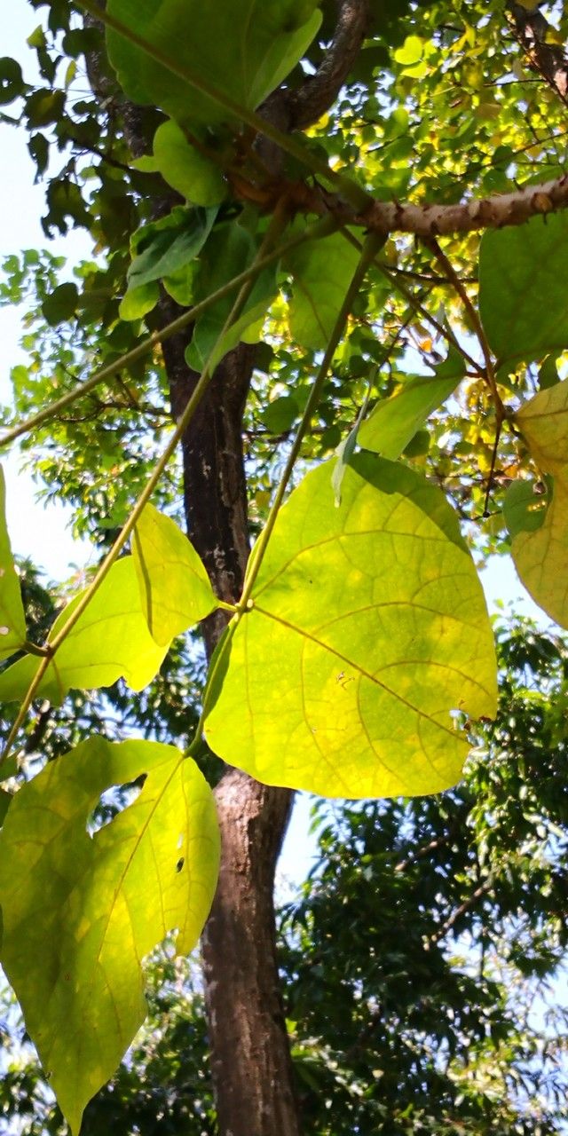 Erythrina stricta leaf