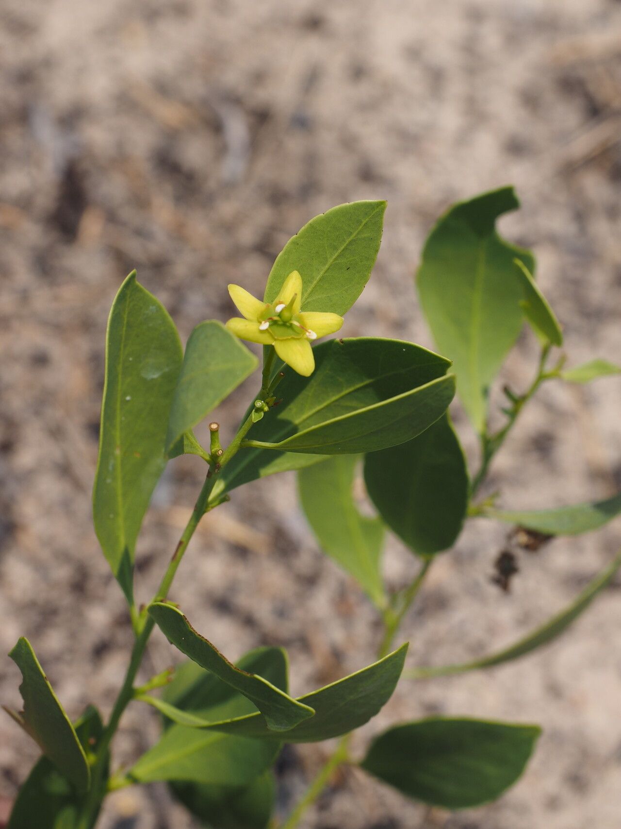 Salacia bussei habit