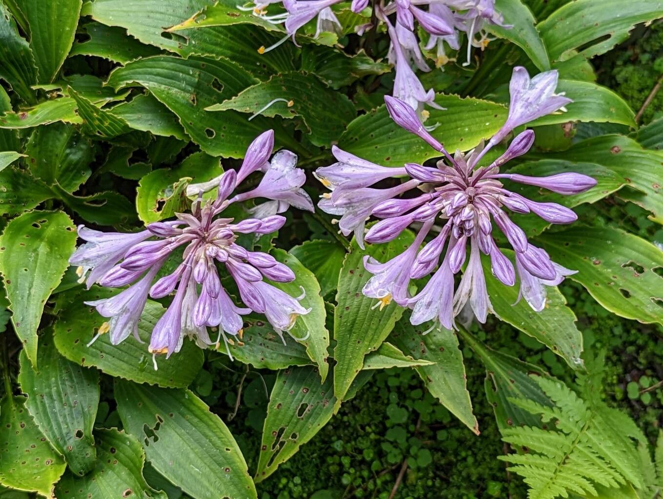 Hosta longipes flower