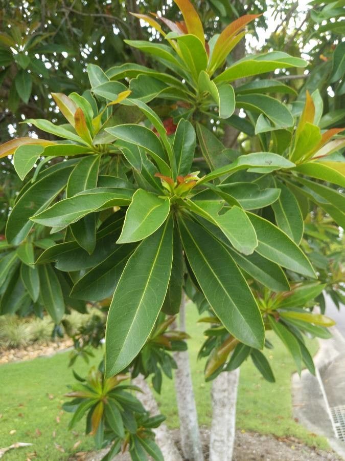 Xanthostemon chrysanthus — search result for 'Myrtaceae'