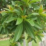 Xanthostemon chrysanthus