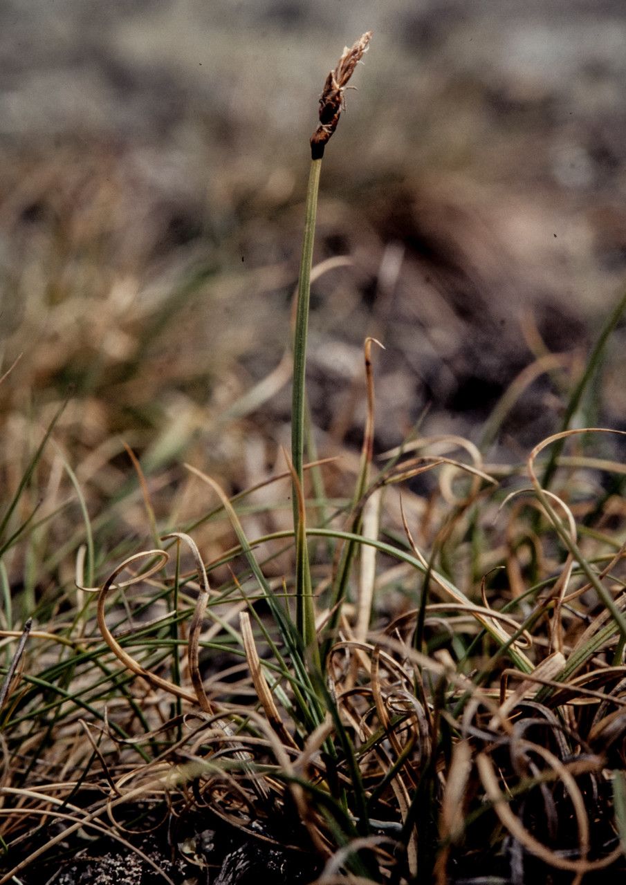 Carex rupestris fruit