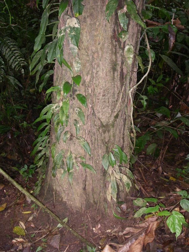 Erythrina cochleata bark