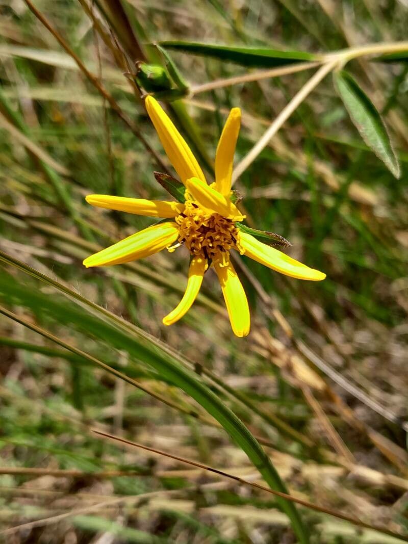 Aspilia bojeri flower