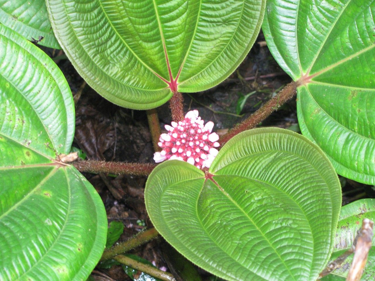 Miconia platyphylla other