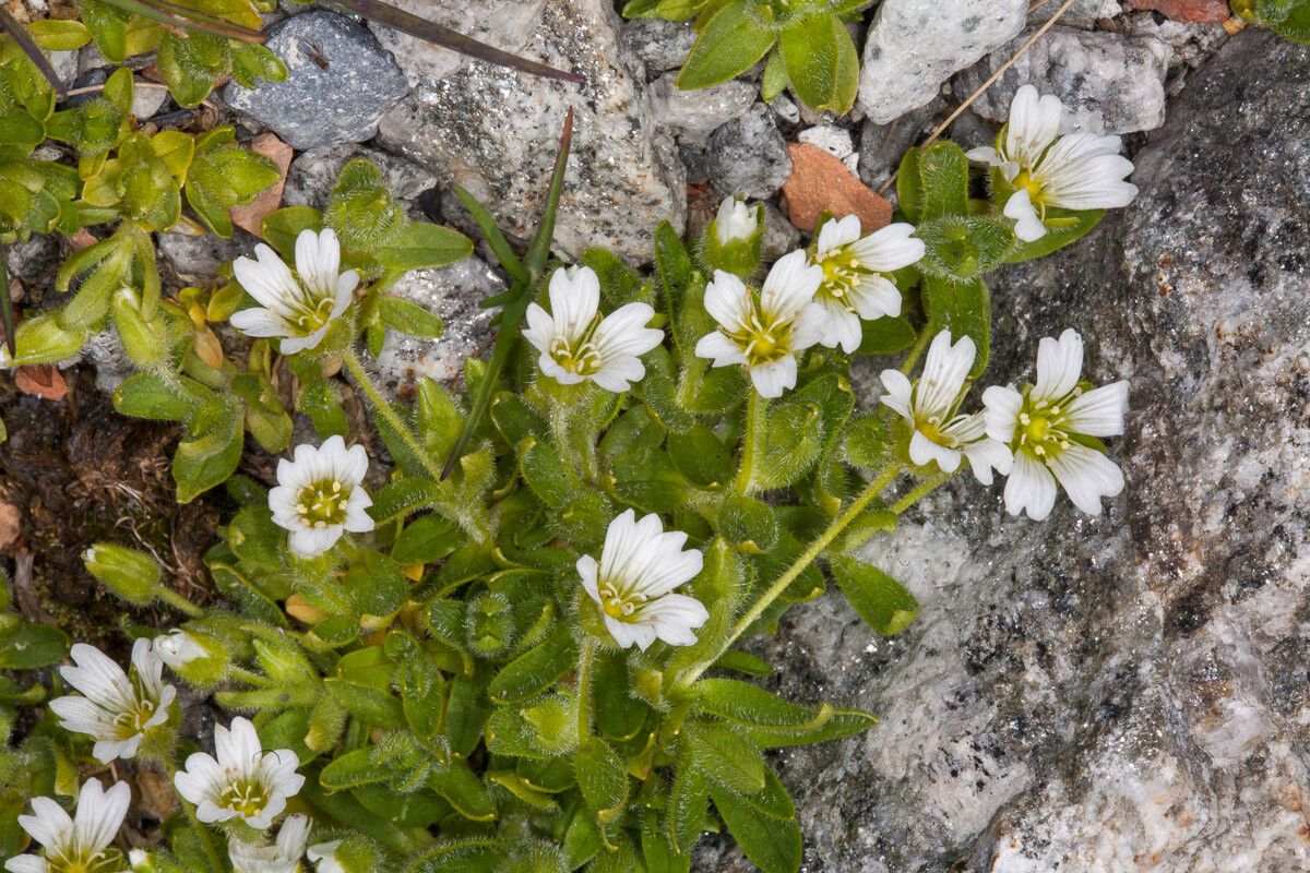 Cerastium uniflorum — search result for 'Cerastium'
