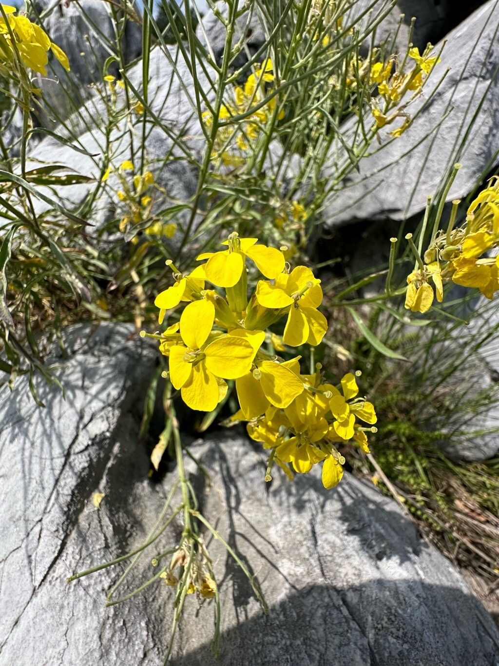 Erysimum comatum flower