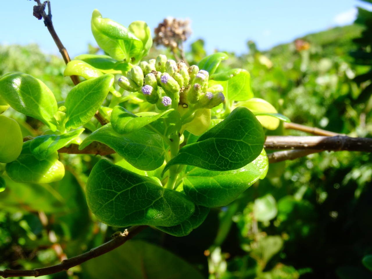 Chromolaena integrifolia habit