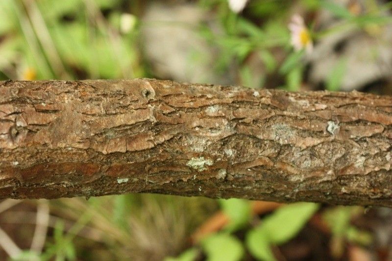 Psiadia anchusifolia bark
