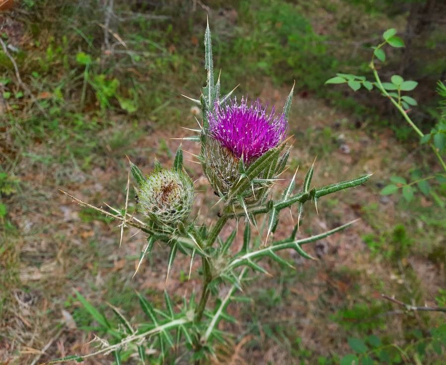 Cirsium odontolepis flower