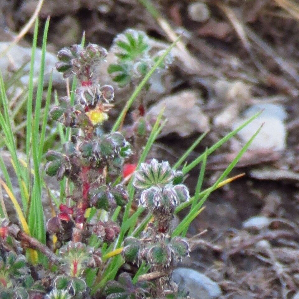 Alchemilla johnstonii — houseplant care guide