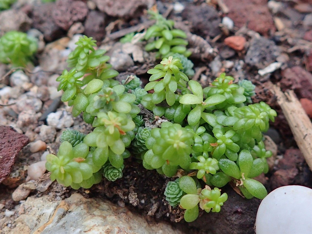 Sedum greggii habit