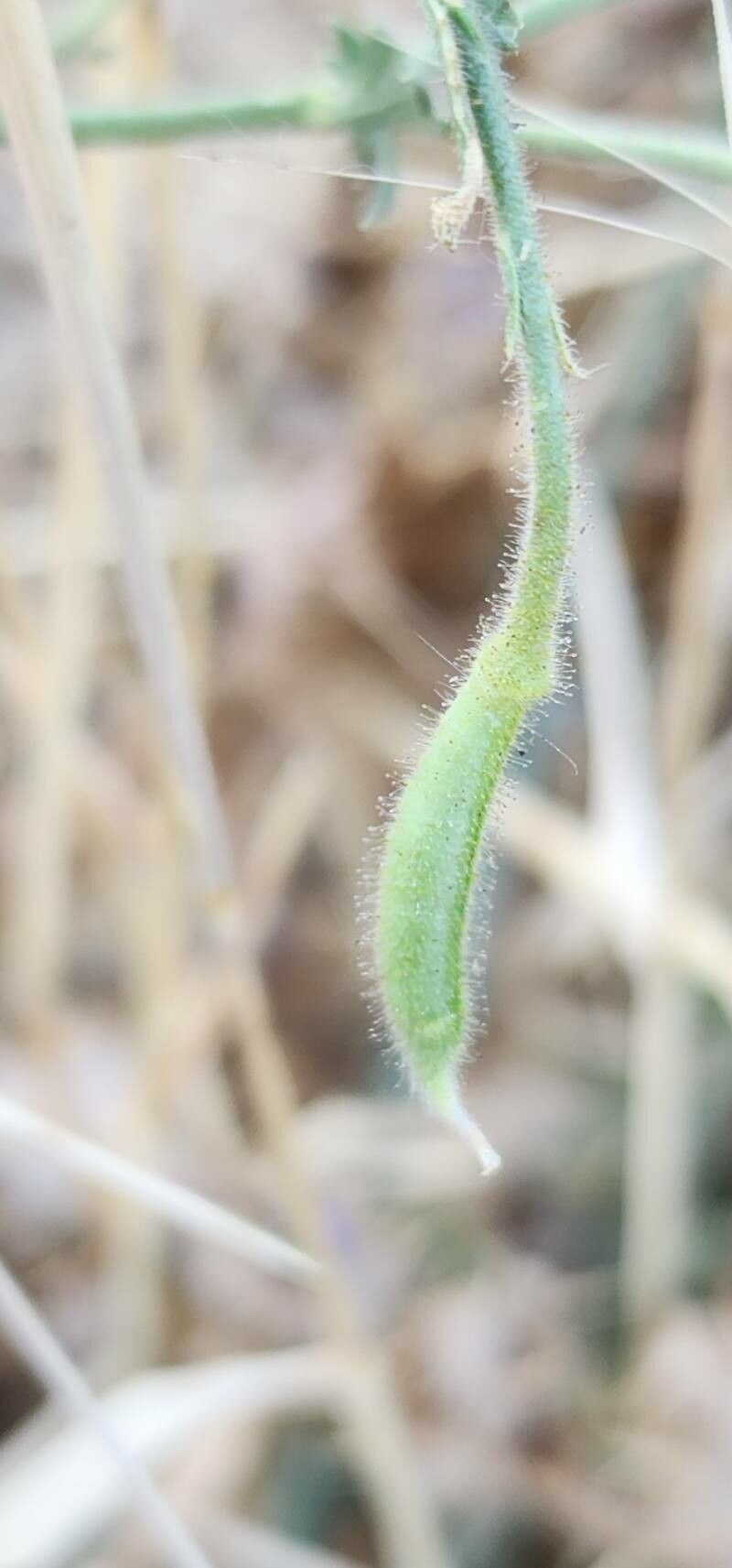 Delphinium oliverianum fruit