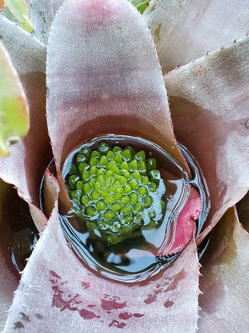 Neoregelia cruenta other