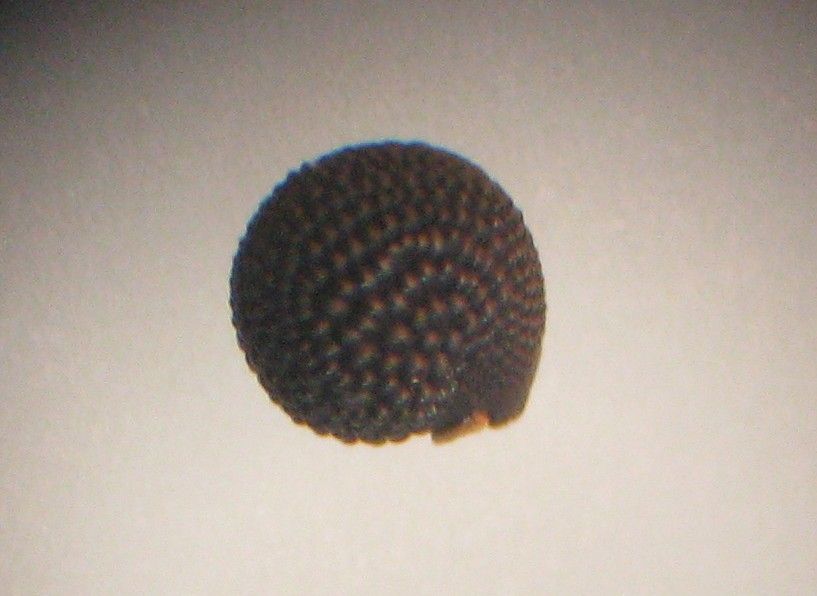 Montia arvensis fruit