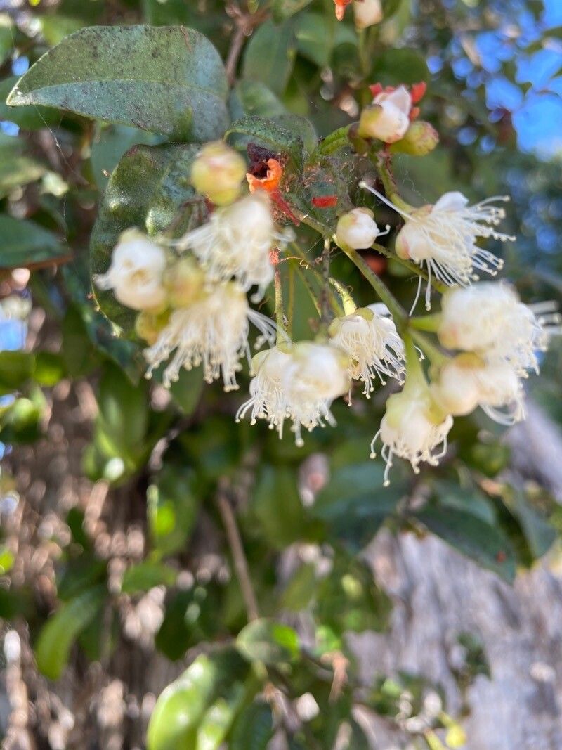 Syzygium australe flower