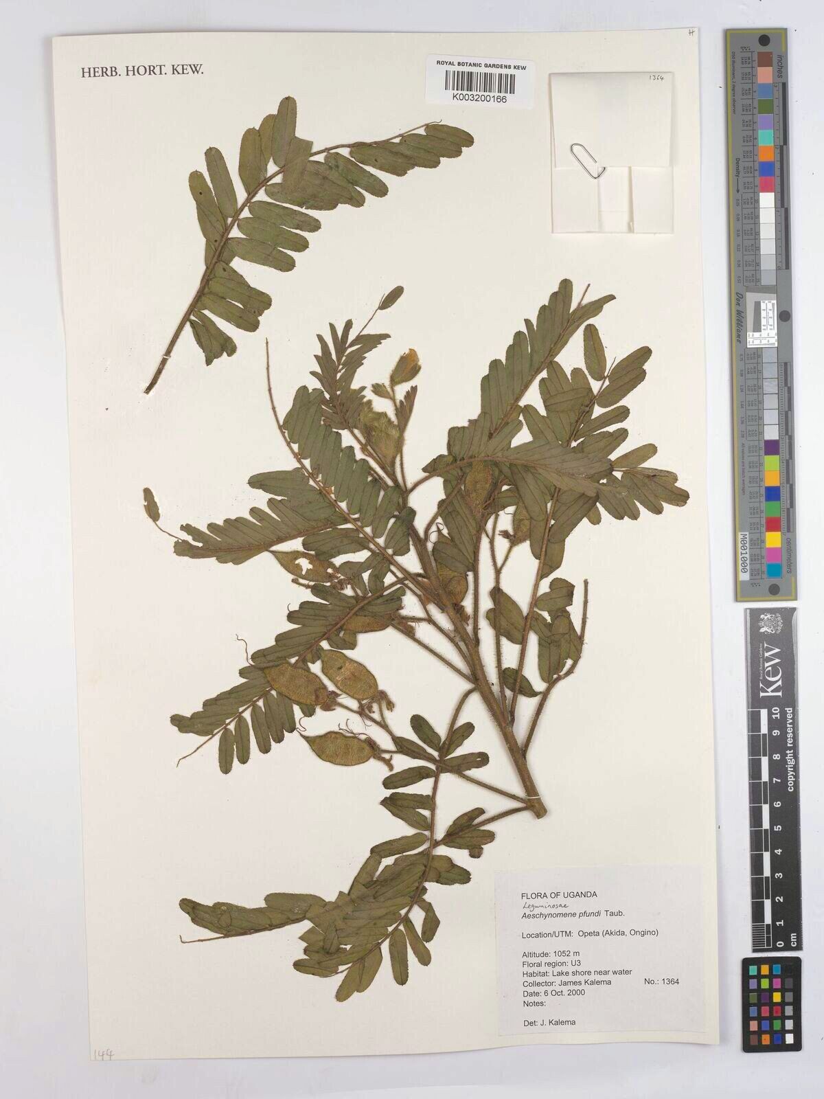 Aeschynomene pfundii — houseplant care guide