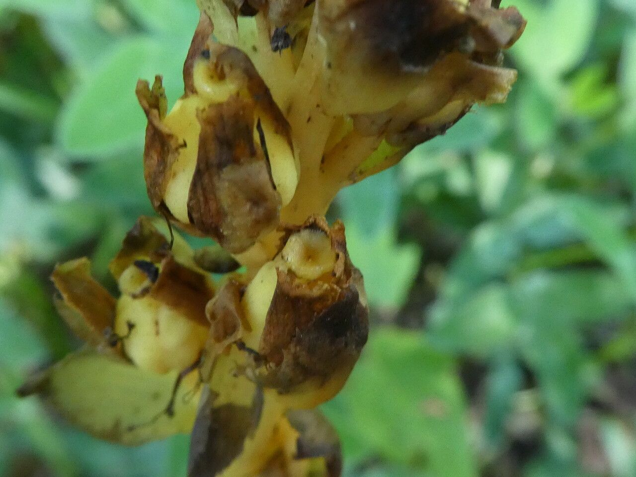 Monotropa hypopitys fruit