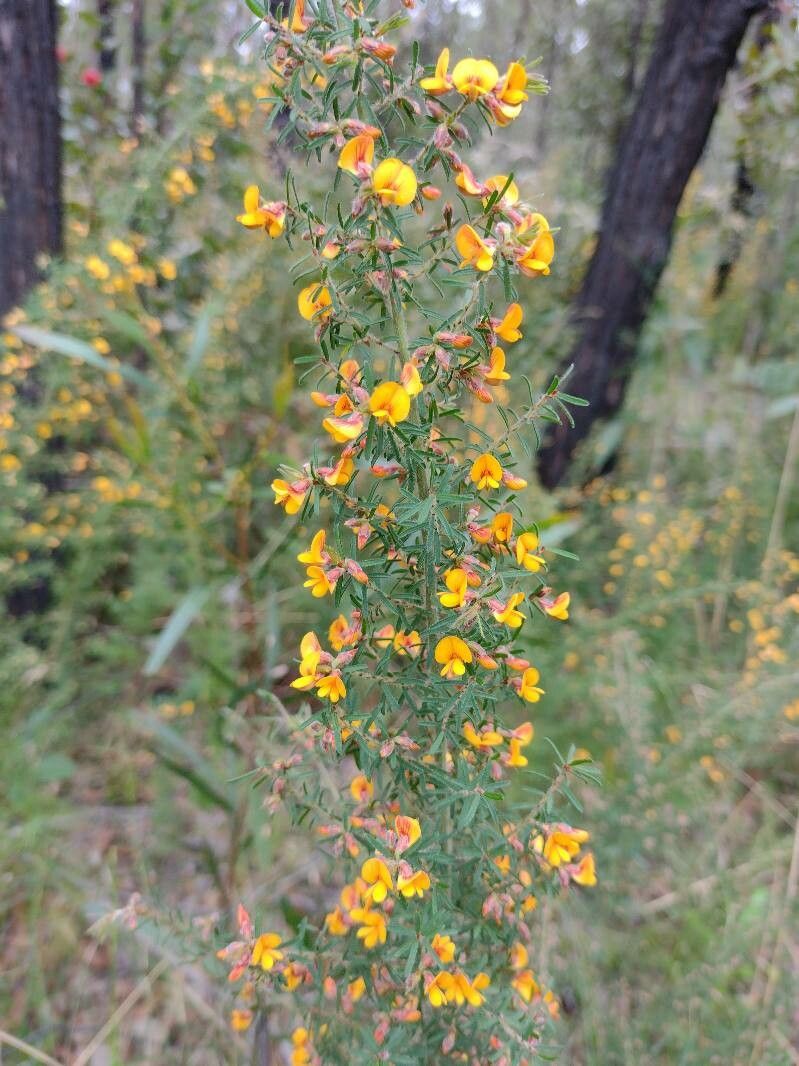 Pultenaea hispidula flower