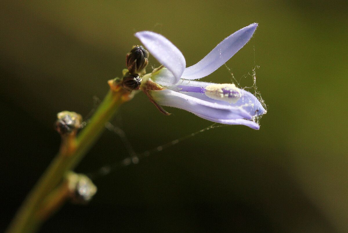 Wahlenbergia subaphylla flower