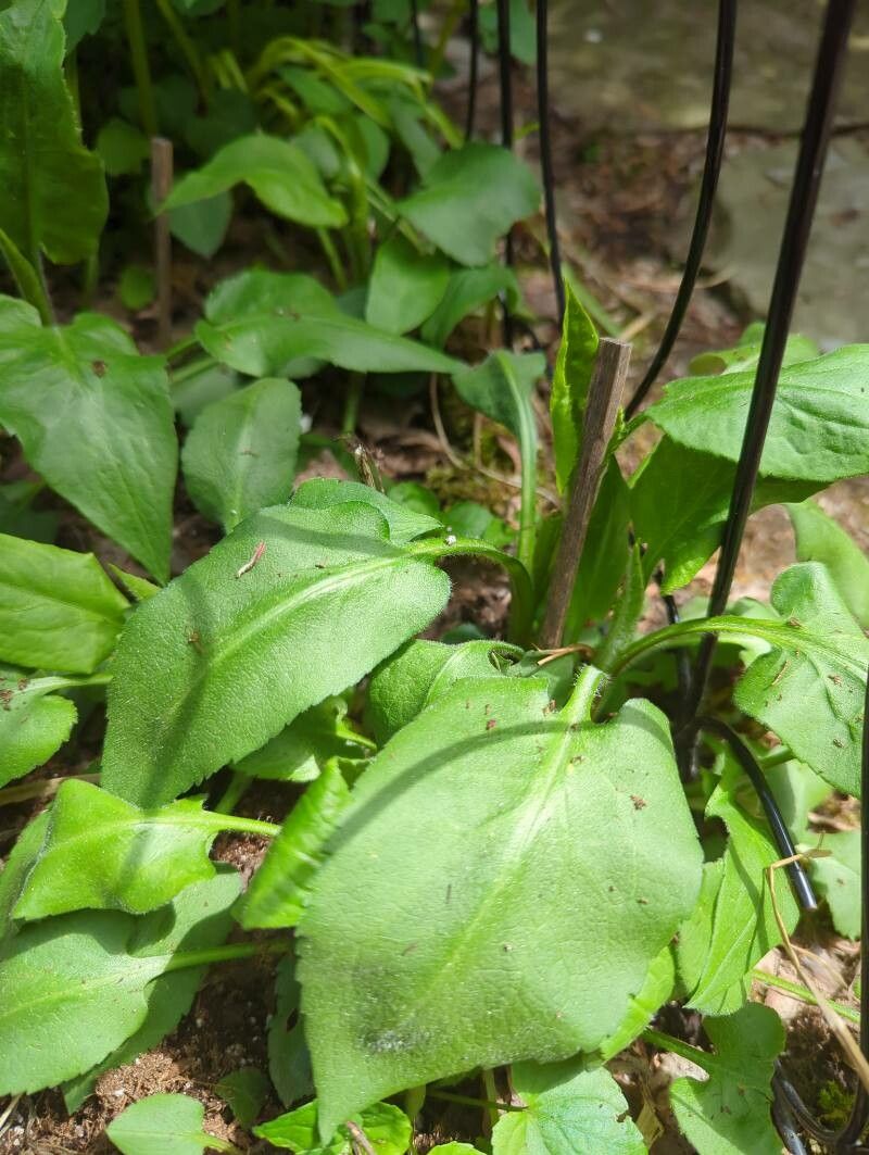 Symphyotrichum anomalum