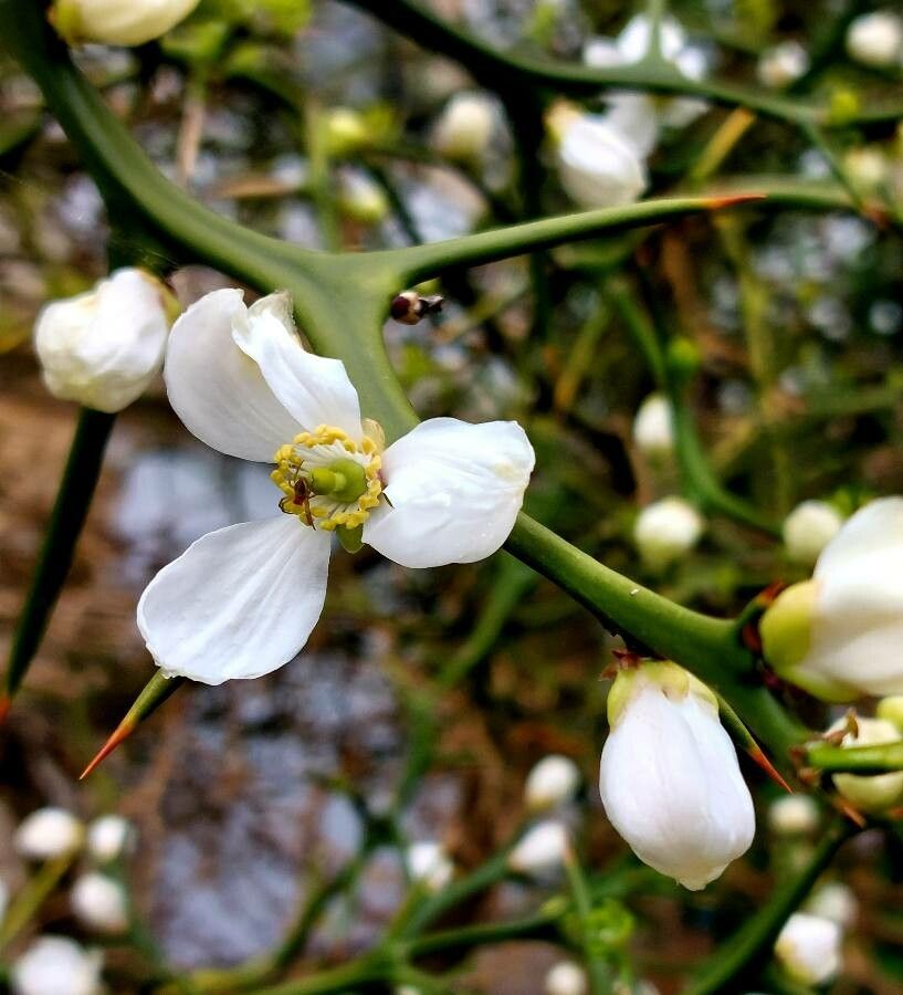 Poncirus trifoliata flower