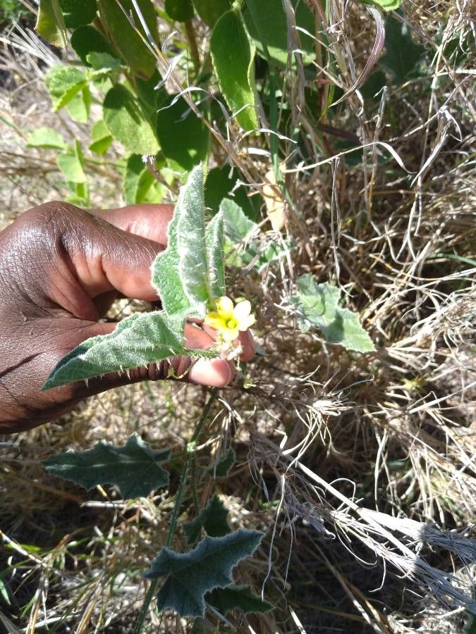 Cucumis prophetarum flower