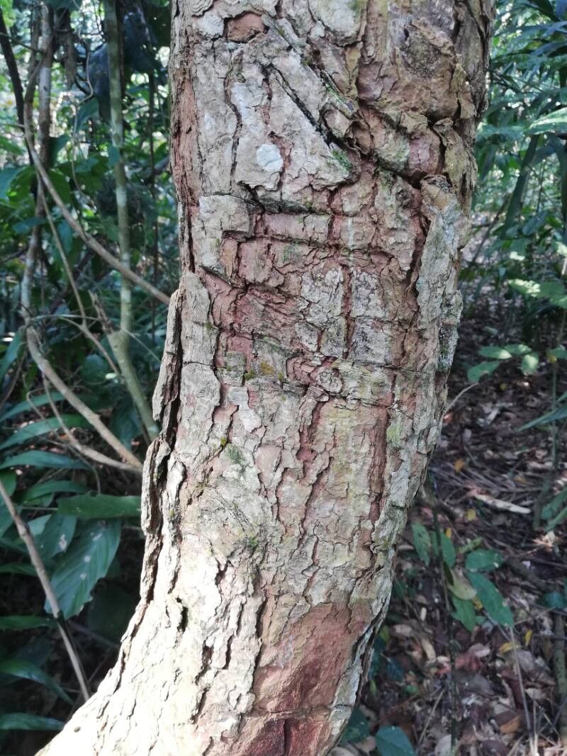 Landolphia jumellei bark