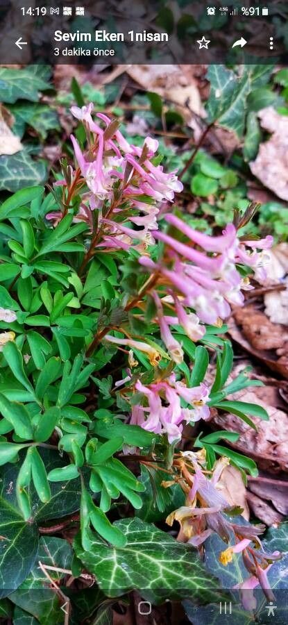 Corydalis alpestris — related species from the same genus