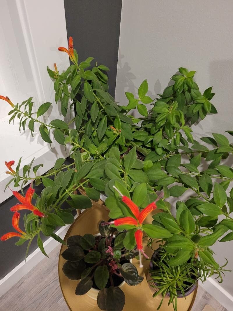 Columnea hirta — search result for 'Panama'