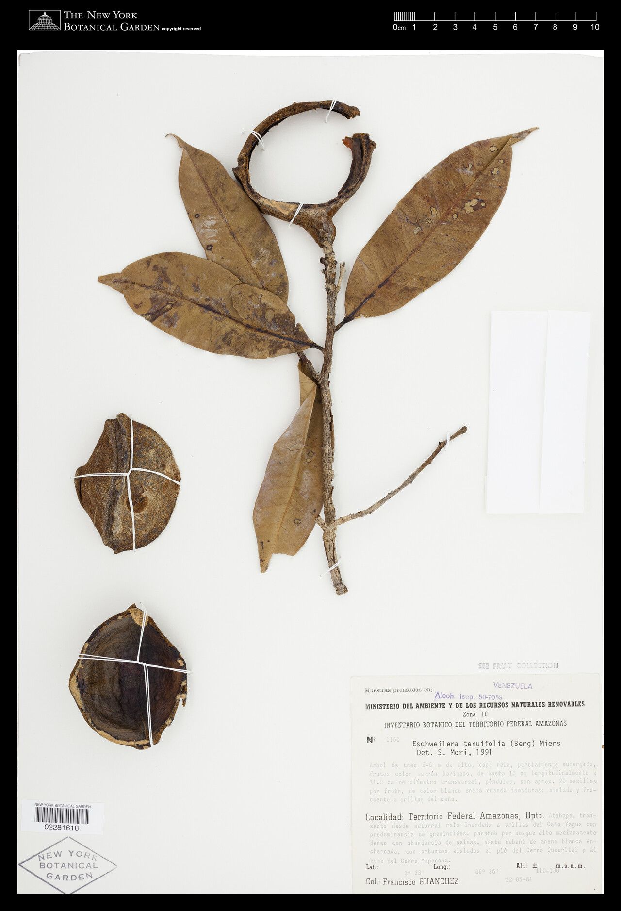 Eschweilera tenuifolia fruit