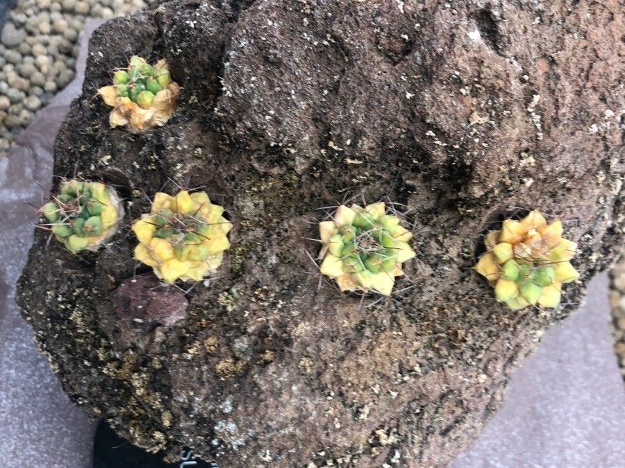 Mammillaria winterae leaf