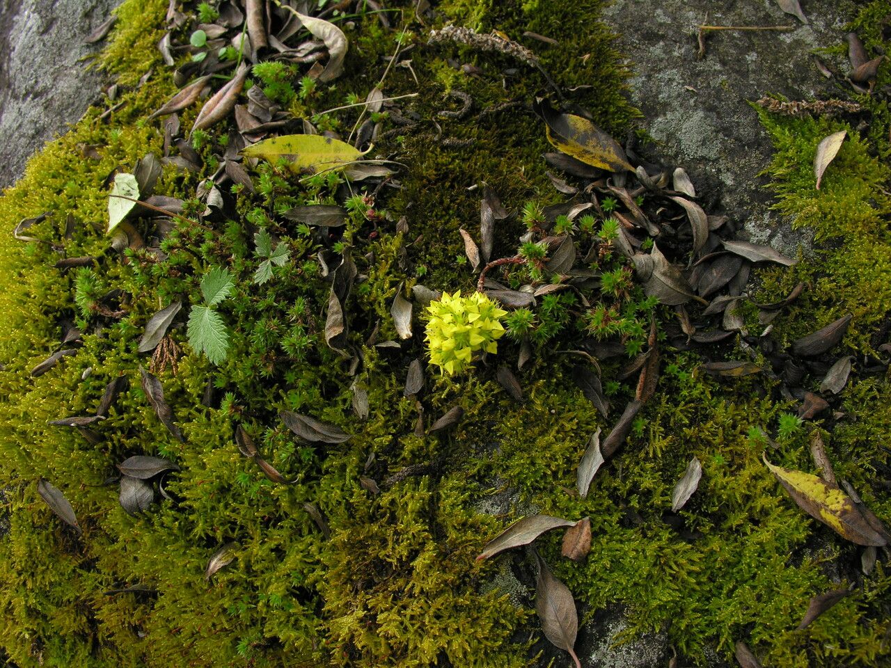 Sedum trullipetalum habit