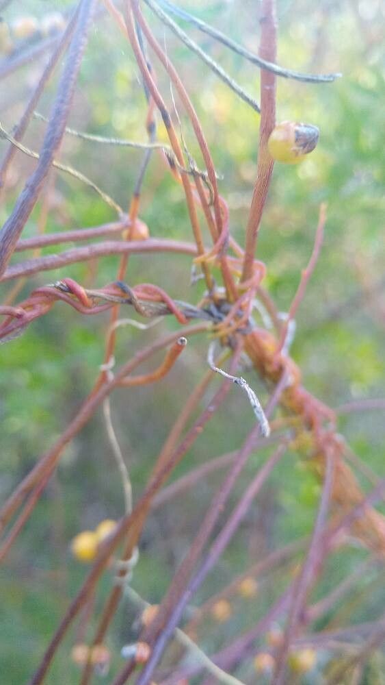Cassytha pubescens habit