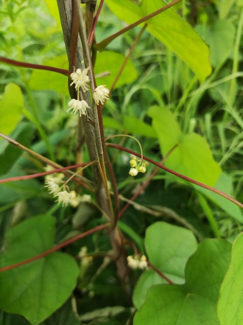 Menispermum dauricum flower