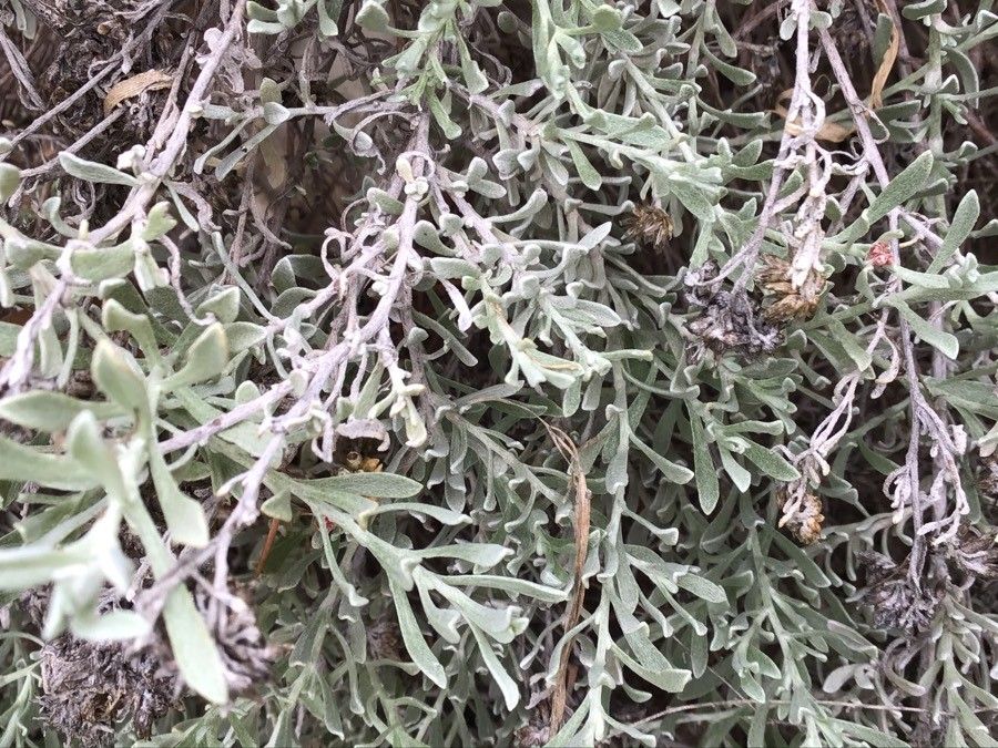 Helichrysum monogynum — search result for 'Helichrysum'