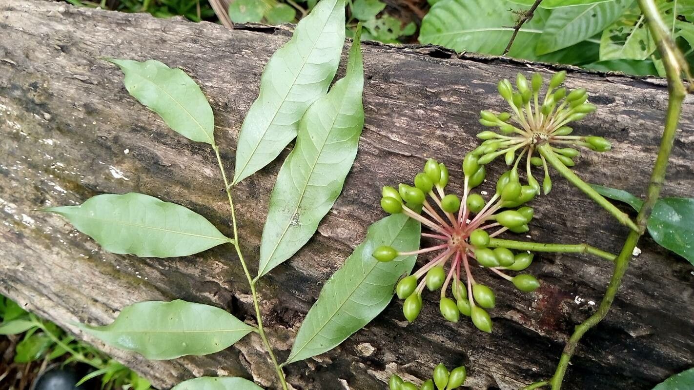 Guatteria dolichopoda fruit