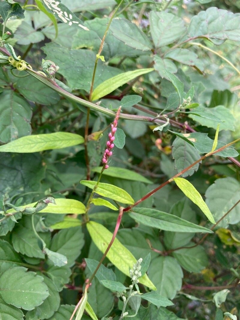 Persicaria longiseta flower
