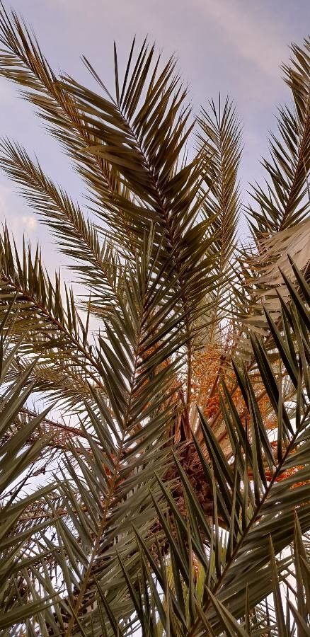 Phoenix dactylifera leaf