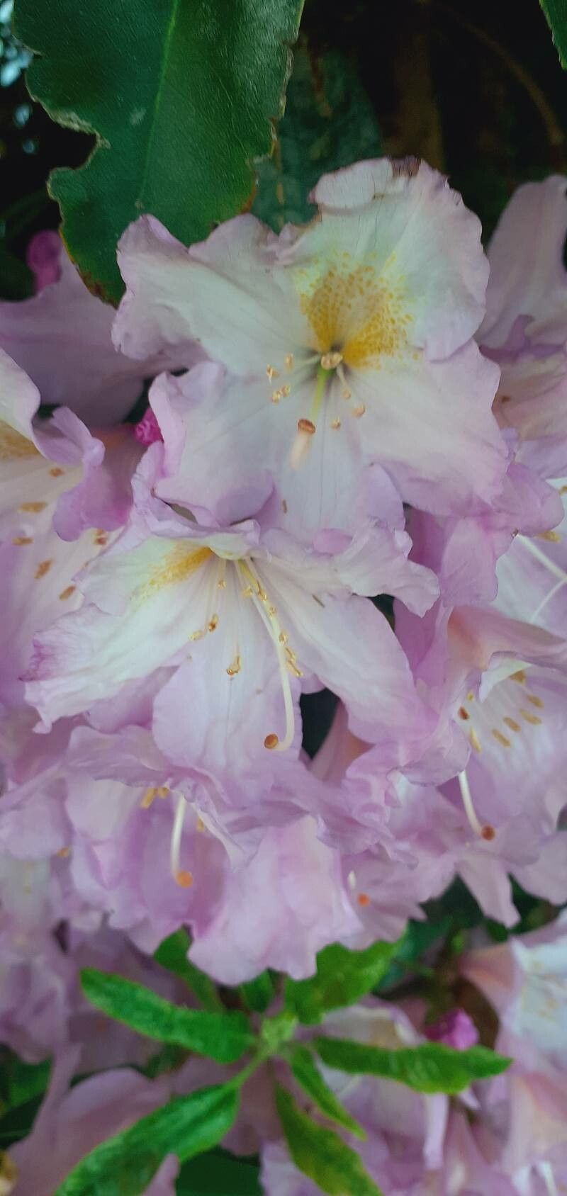 Rhododendron detonsum flower