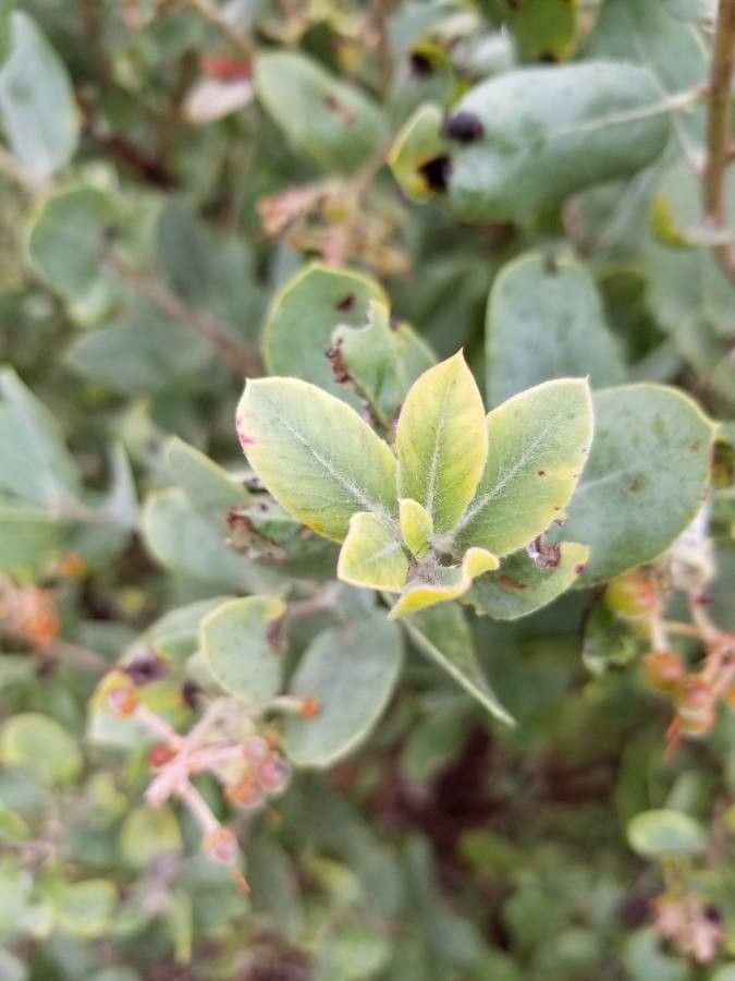 Arctostaphylos glandulosa leaf