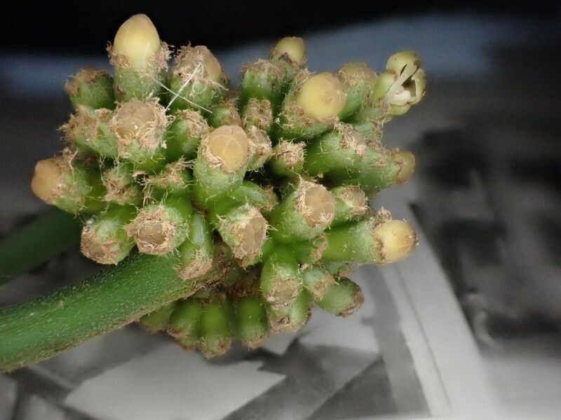 Psychotria sycophylla — houseplant care guide