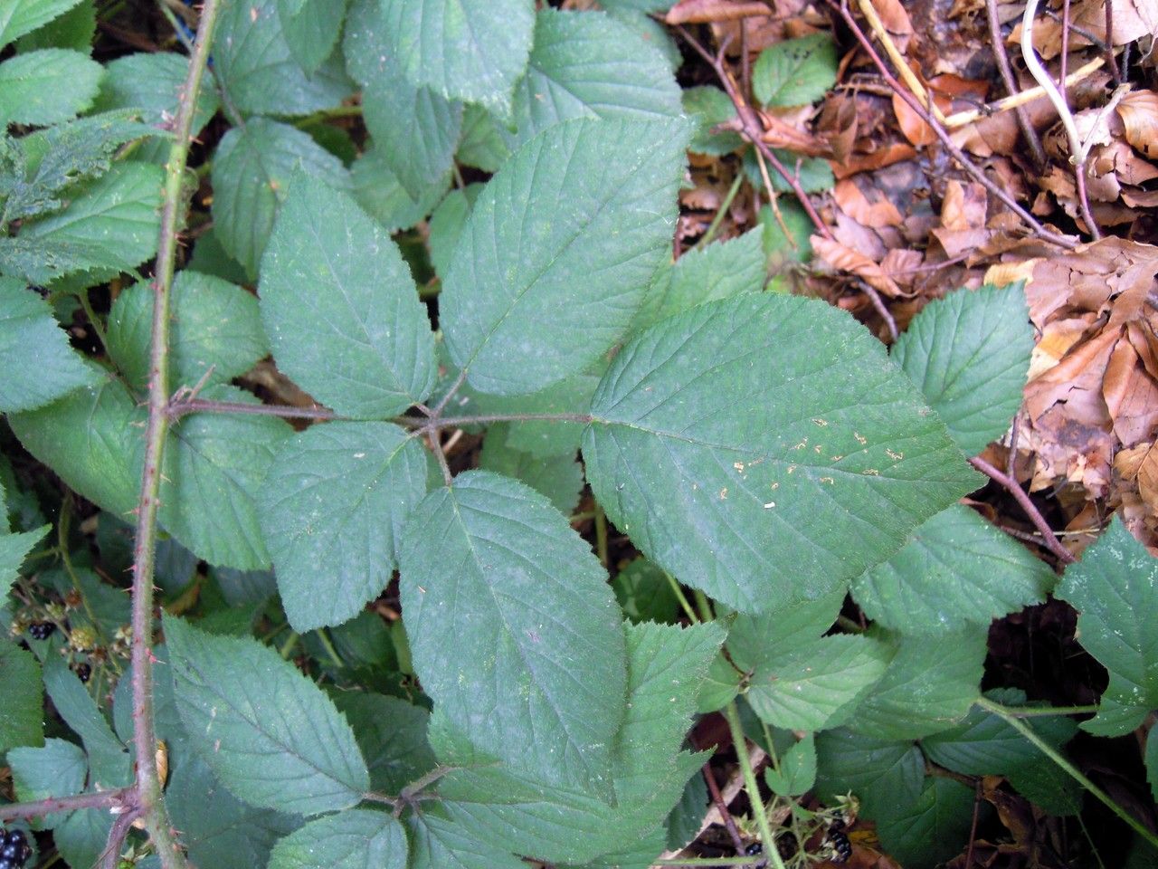 Rubus loehrii — houseplant care guide