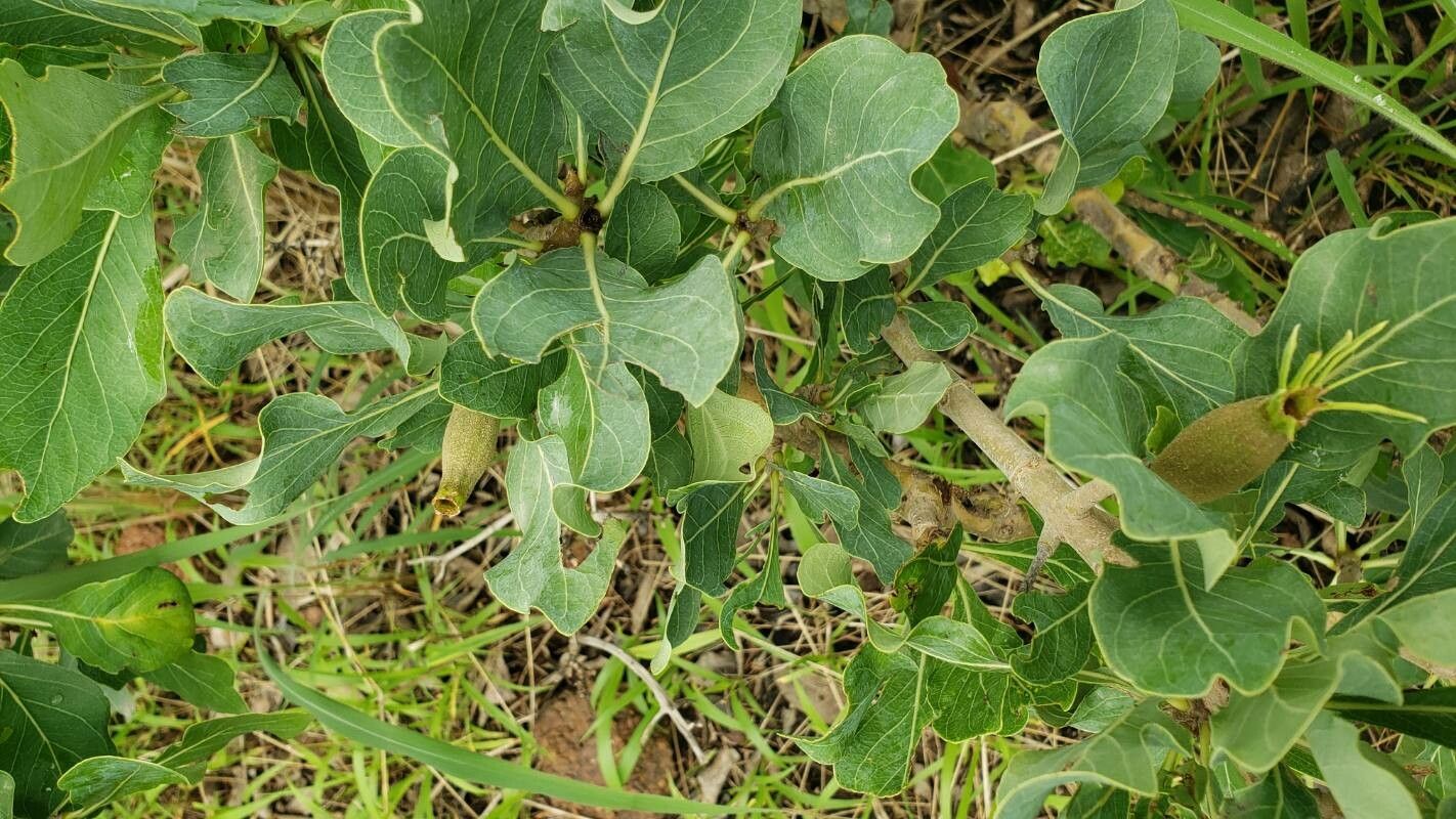 Gardenia erubescens leaf
