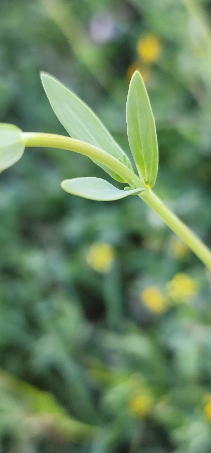 Linaria micrantha leaf