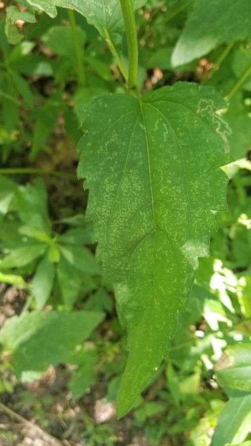 Silphium asteriscus leaf