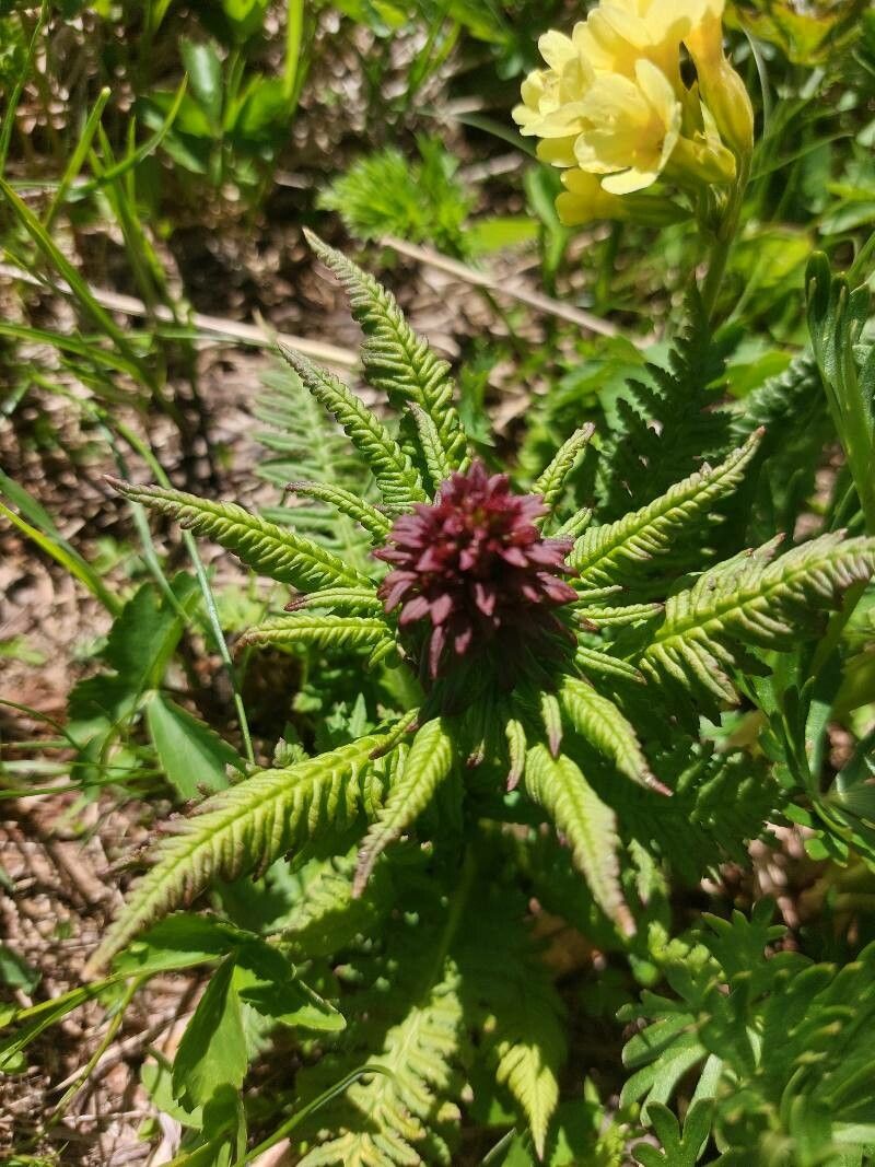 Pedicularis recutita flower
